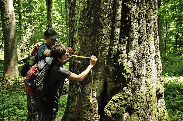 Studierende vermessen den Durchmesser einer alten Buche im rumänischen UNESCO-Weltnaturerbegebiet Izvoarele Nerei.