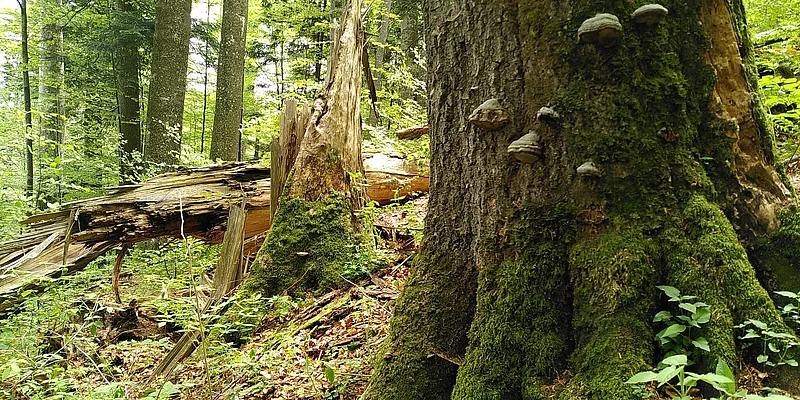 Deadwood