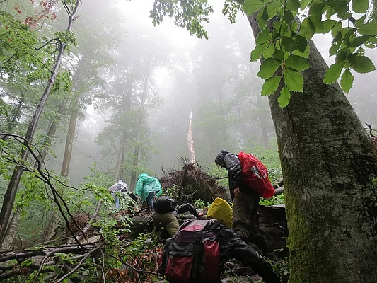 Uholka-Schyrokyi Luh primeval beech forest, Ukraine