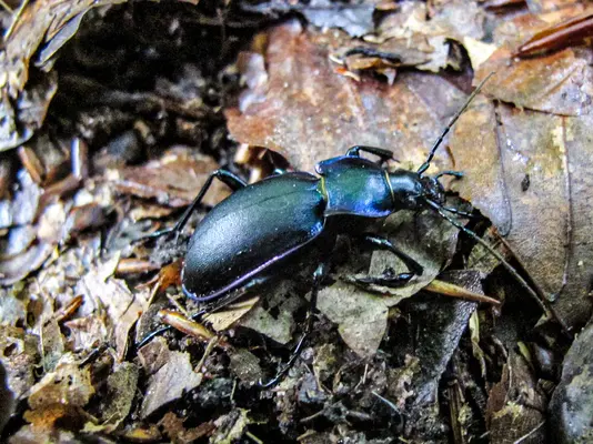 Insektenrückgänge in alten Buchenwäldern
