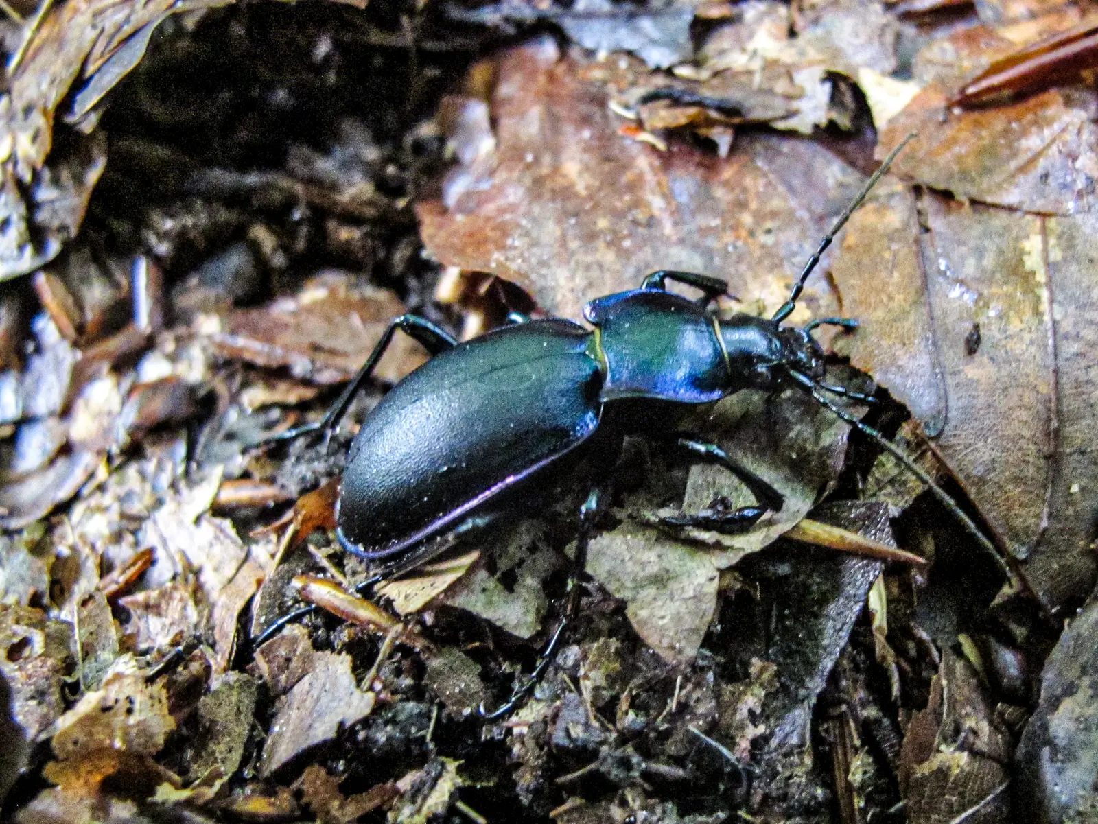 Insektenrückgänge in alten Buchenwäldern Insektenrückgänge in alten Buchenwäldern