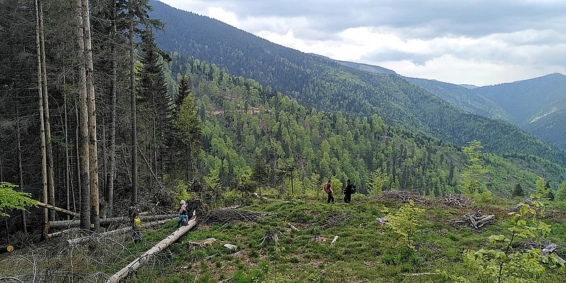  Discussing impact & management of clear cut areas