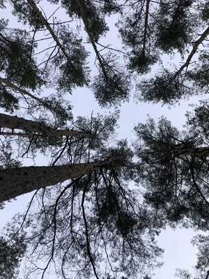 Baumkronen Blick zum Himmel, man sieht Baumkronen von Kiefern