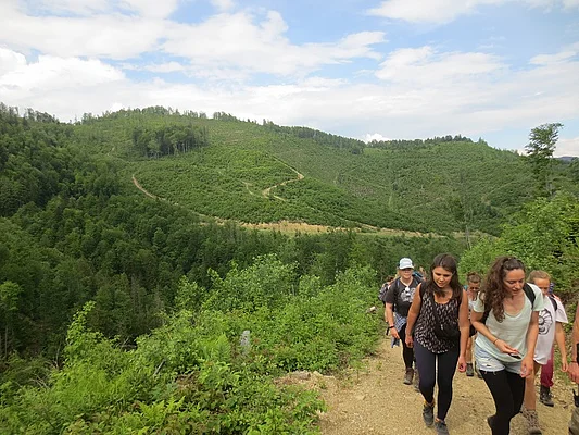 Skole Beskids - degraded forests  