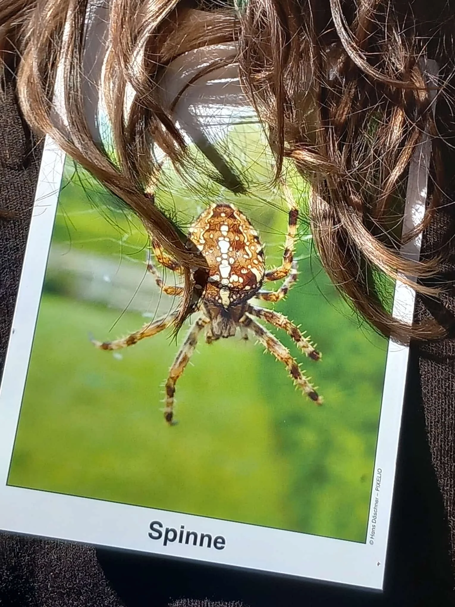 Spinne auf einer Lehrkarte