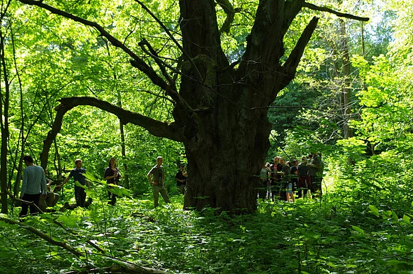 Huge lime tree in Rostochya Biosphere Reserve (Tilia) 