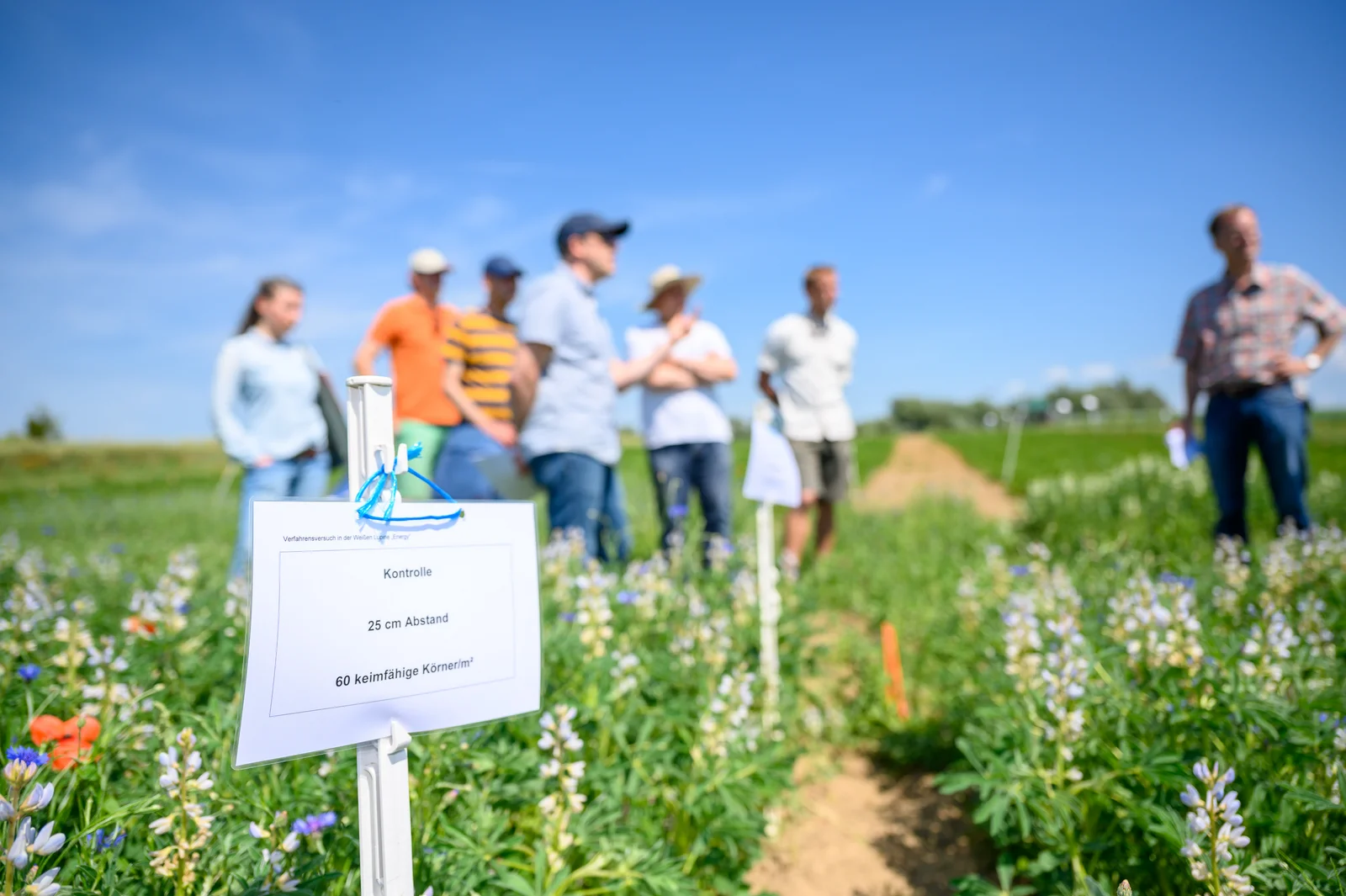 Transfer Forschungsstation Gut Wilmersdorf Mehrere Personen stehen auf einem Feld mit blühenden Pflanzen. Ein Schild im Vordergrund erläutert, dass es sich um einen Versuchsanbau der Weißen Lupine mit 60 keimfähigen Körner pro Quadratmeter handelt. Ein Wissenschaftler erläutert dem Rest der Gruppe den Versuch.