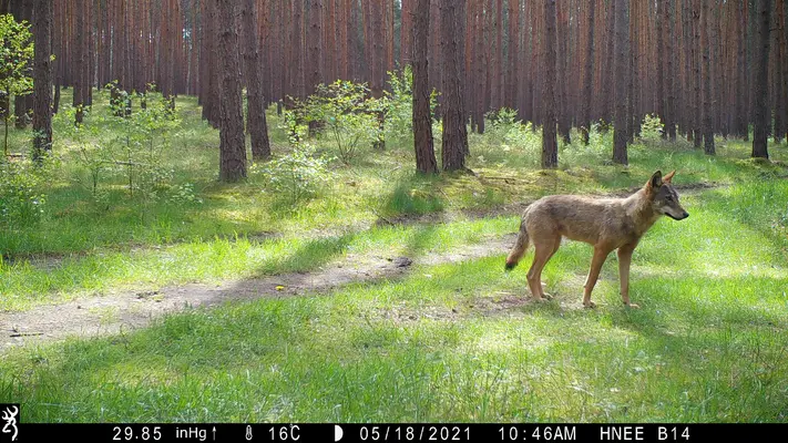 Wolfsnachwuchs im Landkreis Barnim Wolfsnachwuchs im Landkreis Barnim