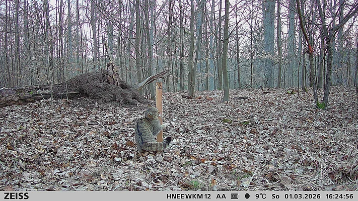 Wildkatze beim Reiben