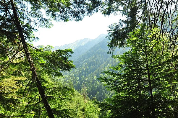 In the Arpasu Mare valley