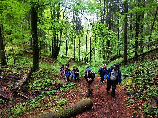 Through the Forest 