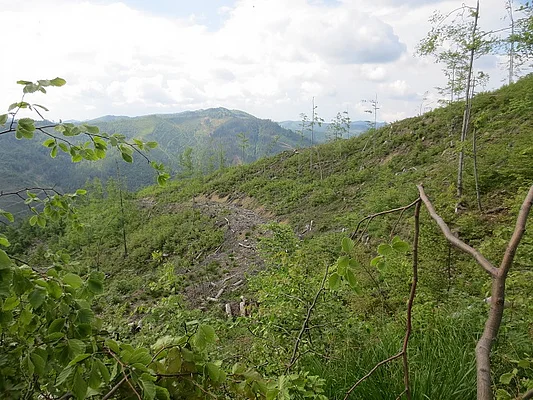Skole Beskids - degraded forests        