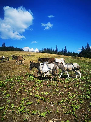 Student excursion to Romania