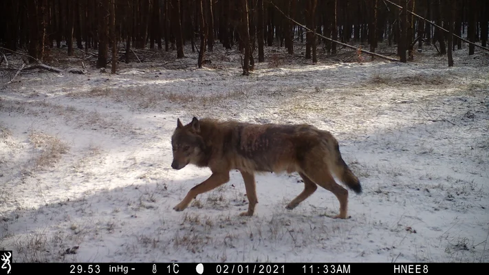 Wolfsnachwuchs im Landkreis Barnim Wolfsnachwuchs im Landkreis Barnim